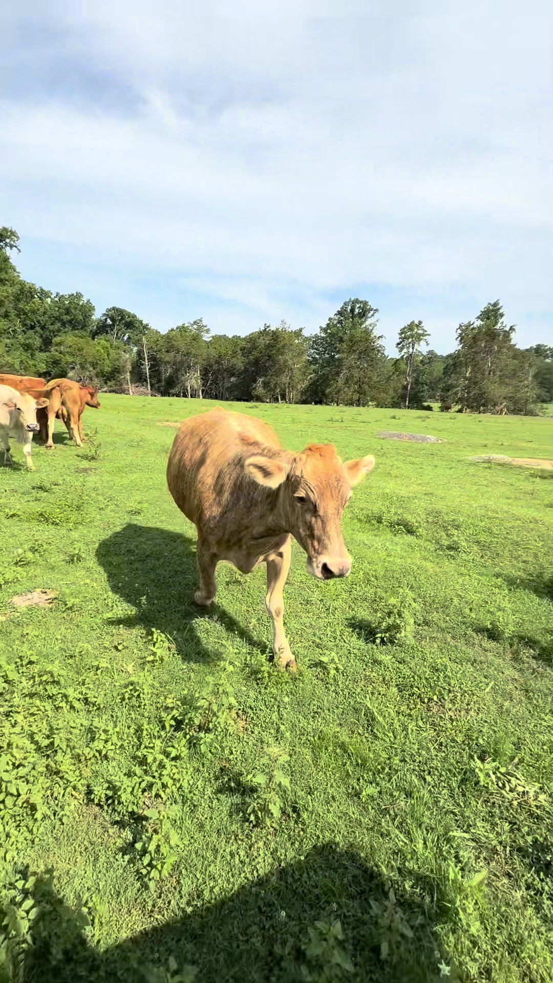 @Kristie_the_Pi🥉🐮❌