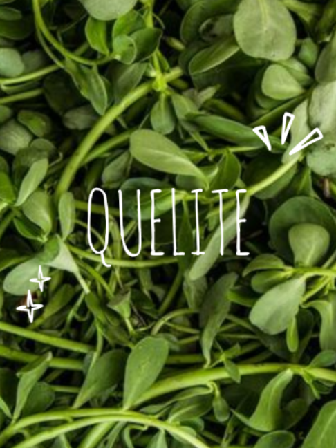 @Junica chef renal