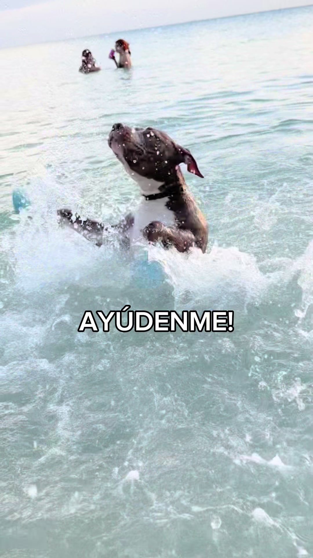 @Thor El Pitbull