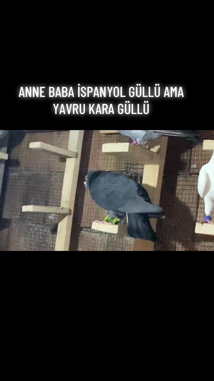 @ⒼİSMAİL ACARⒼ