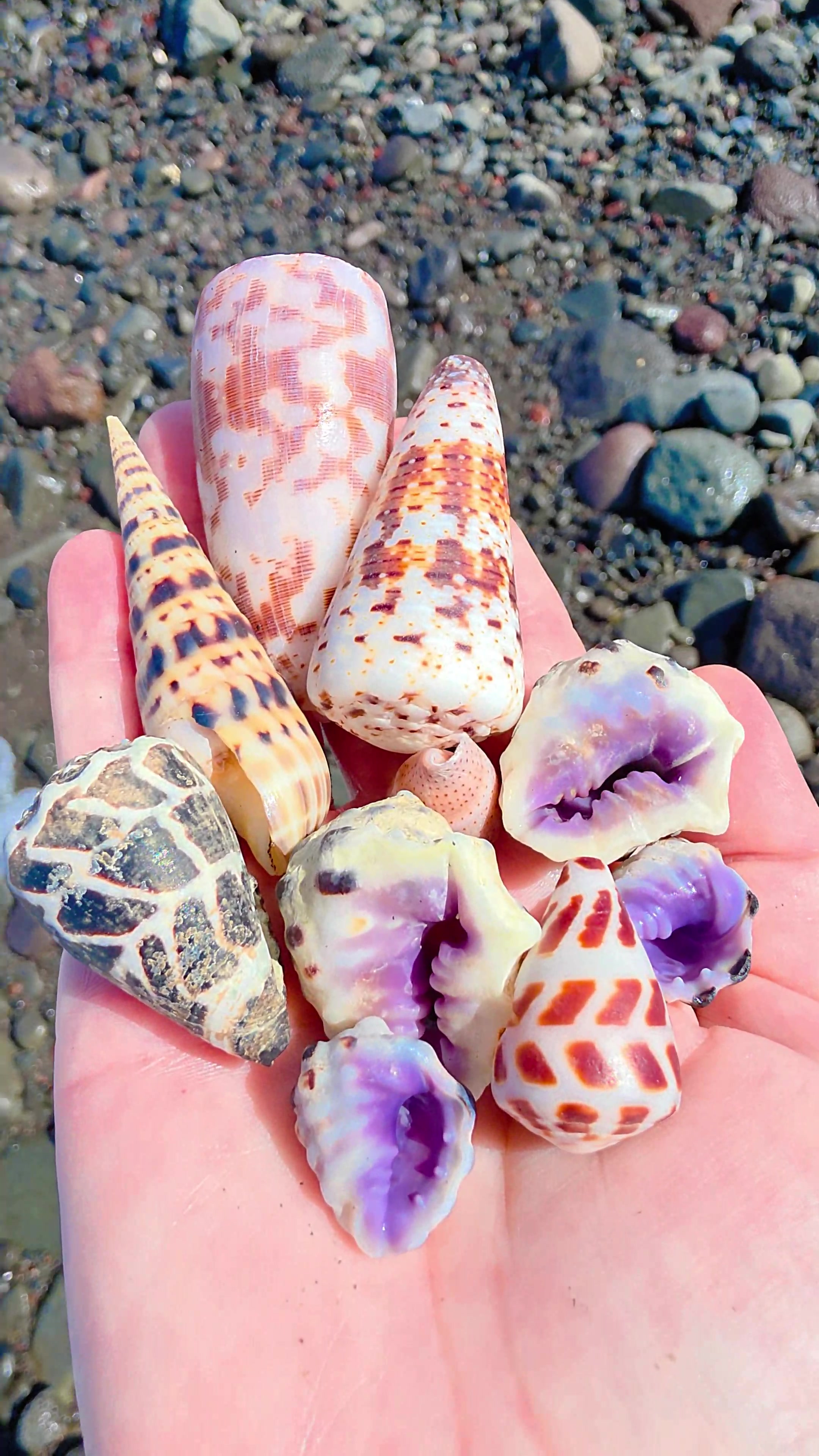 @Noe 🐚 Shells