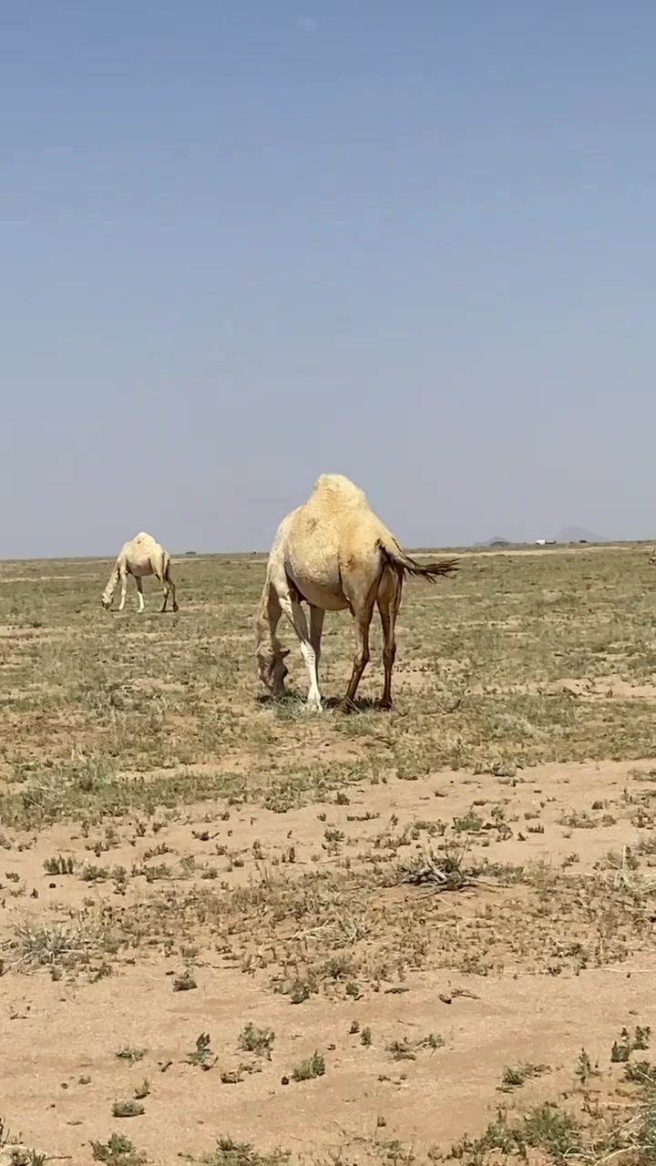 @مجهول