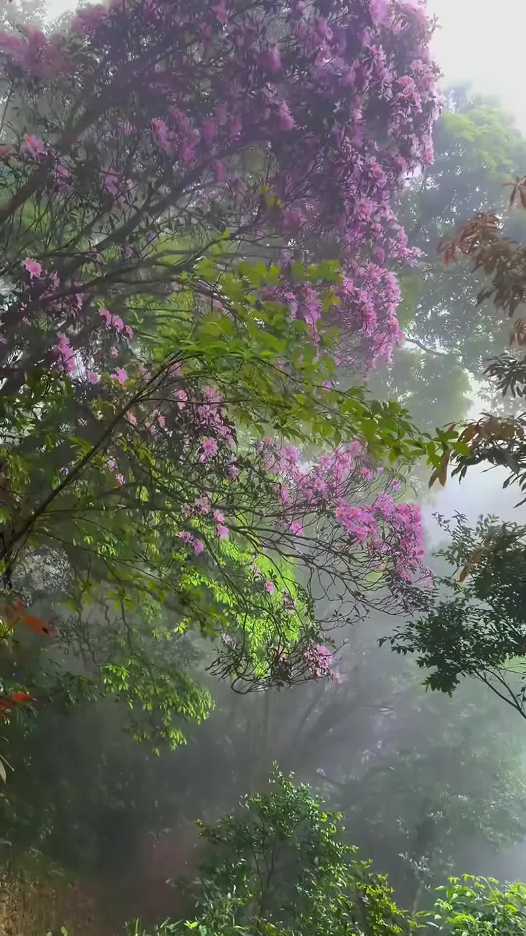 @miau65042059