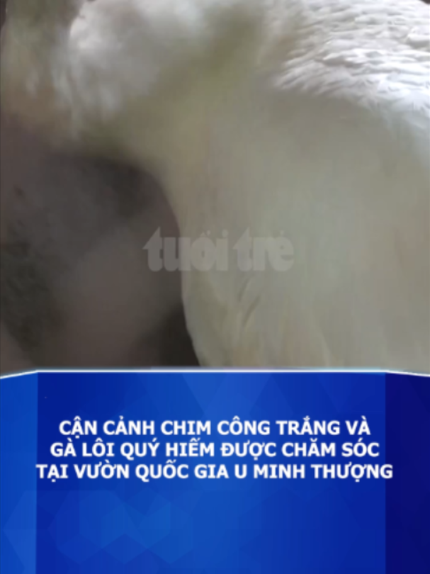 @B&aacute;o Tuổi Trẻ