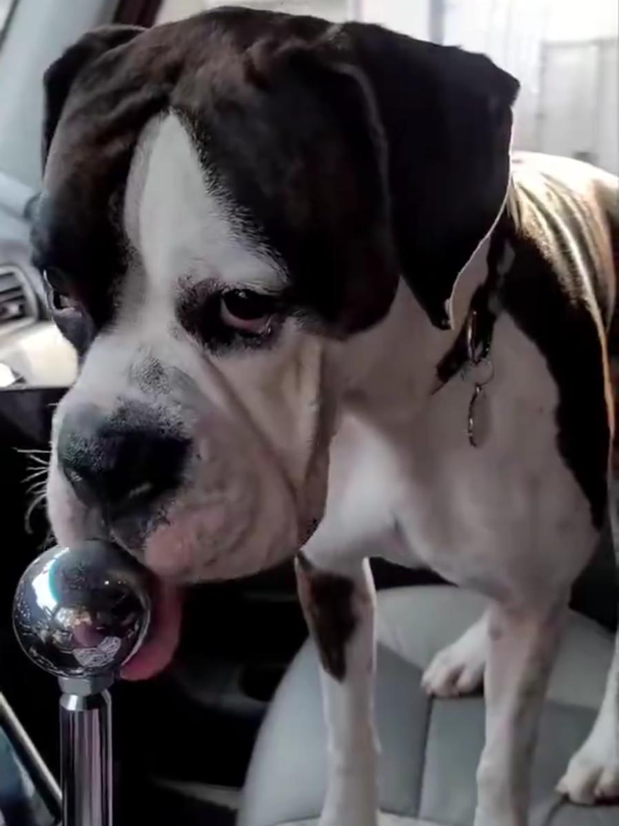 @BoxersLily&Elvis