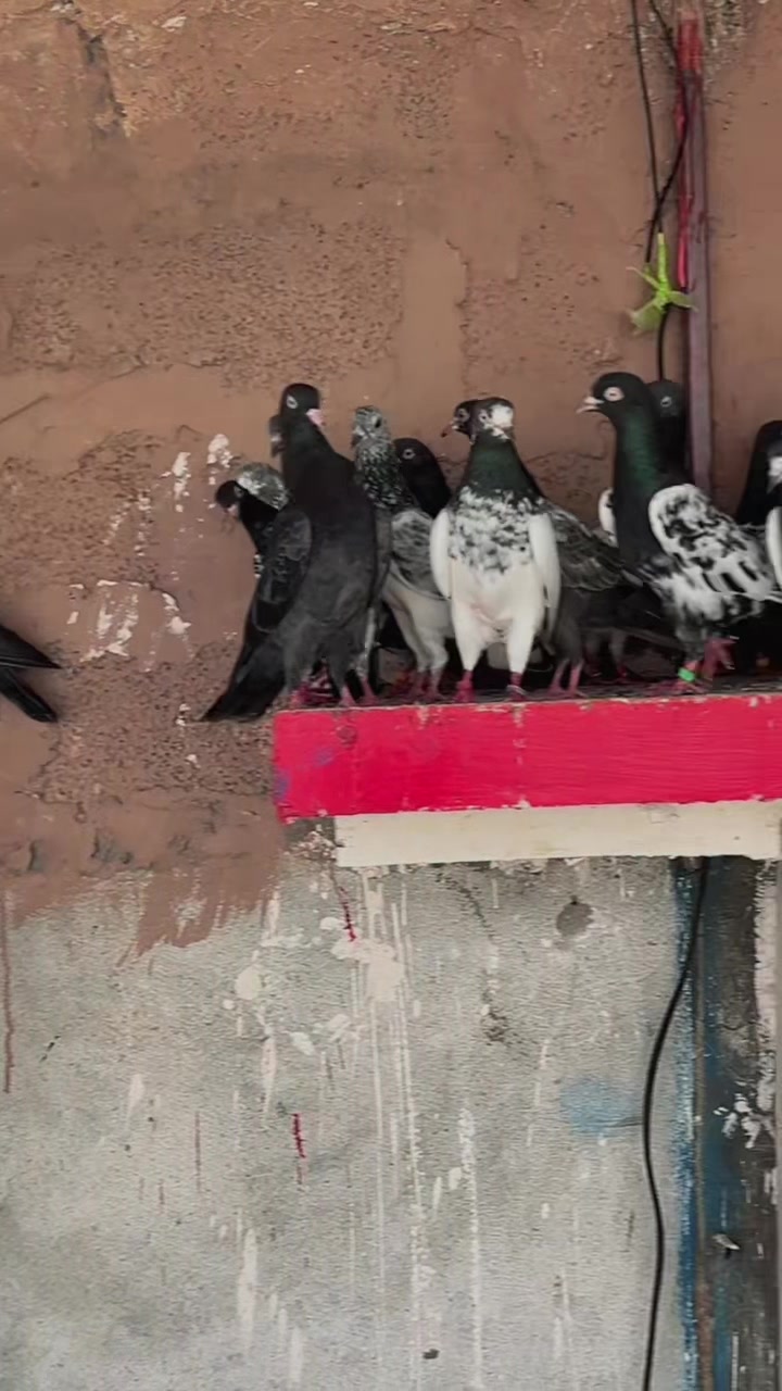@ساجد خان راولپنڈی 7.13