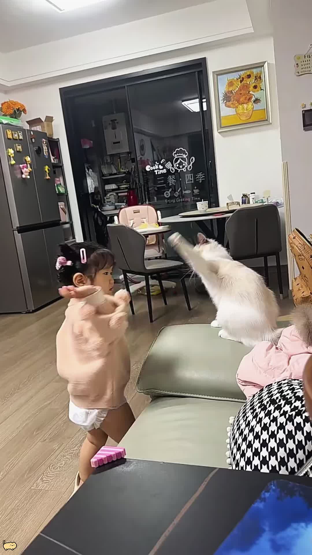@Funny cat 520