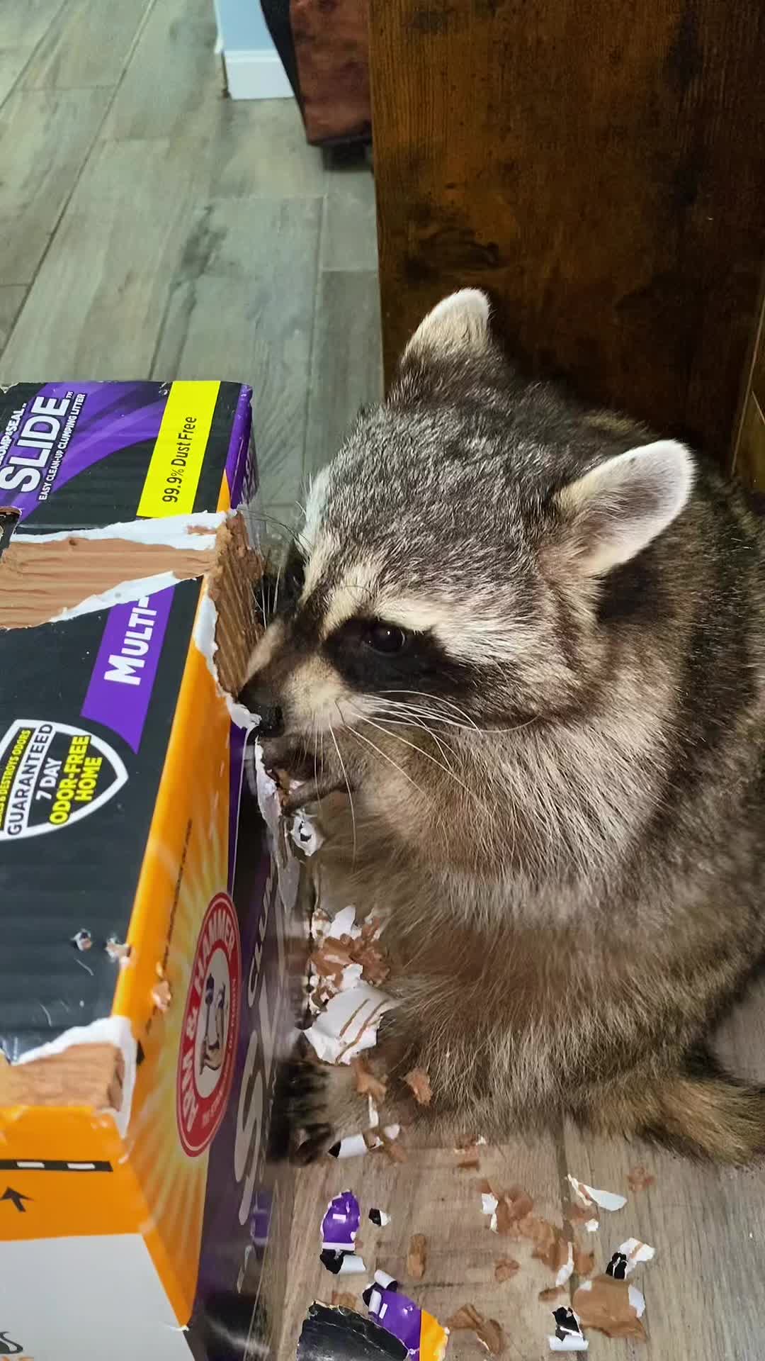 @Loki the raccoon