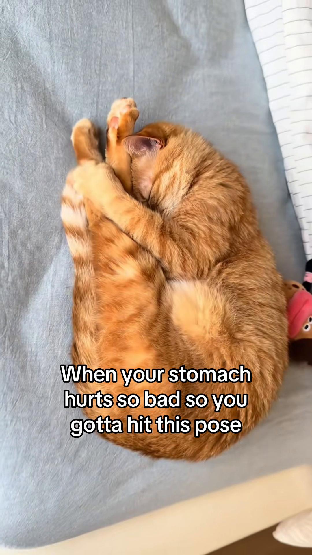 @cat memes
