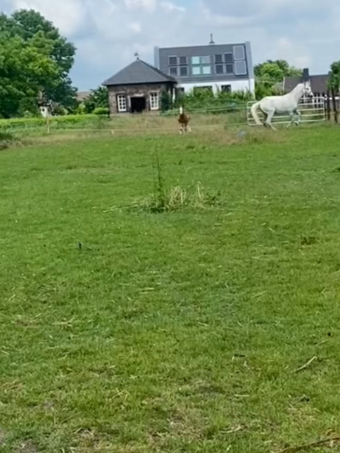 @Horses TikTok