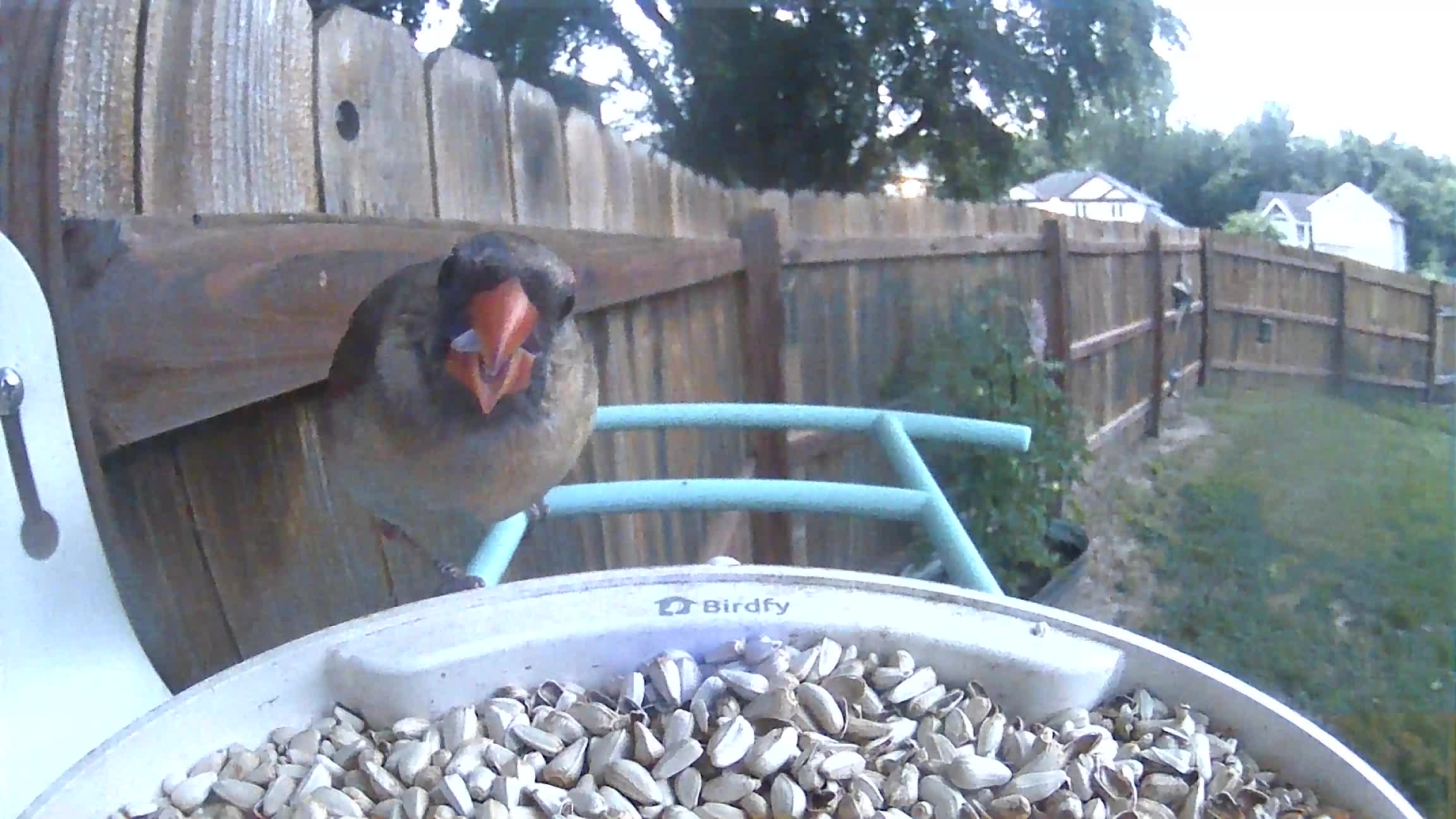 @Crazy Bird Lady