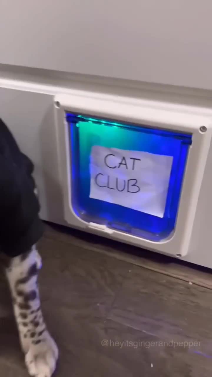 @funnyAnimals