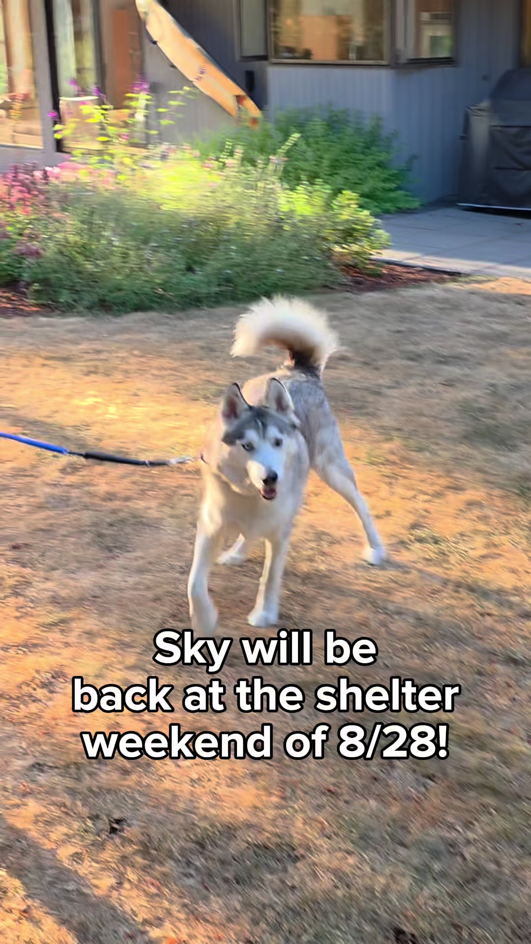 @Seattle Humane