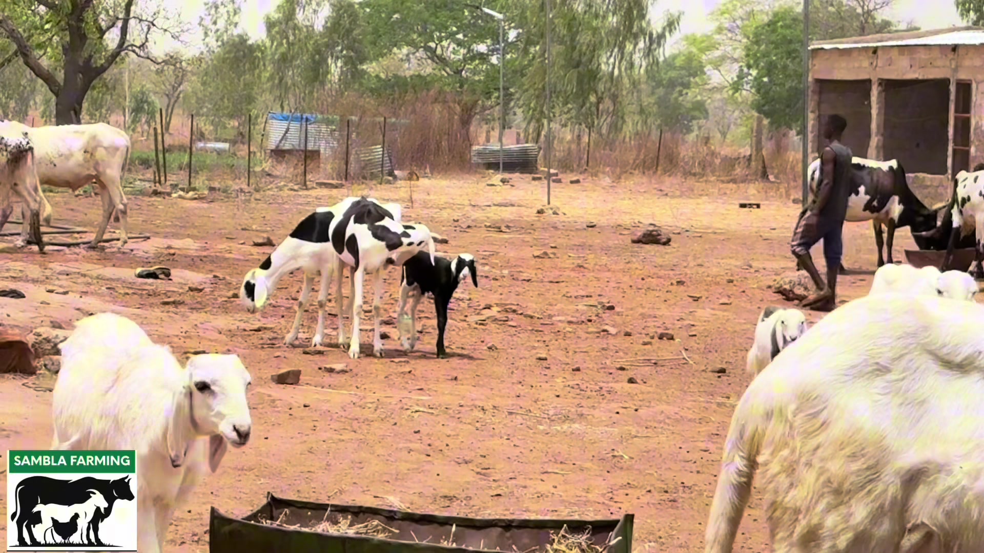 @Sambla Farming