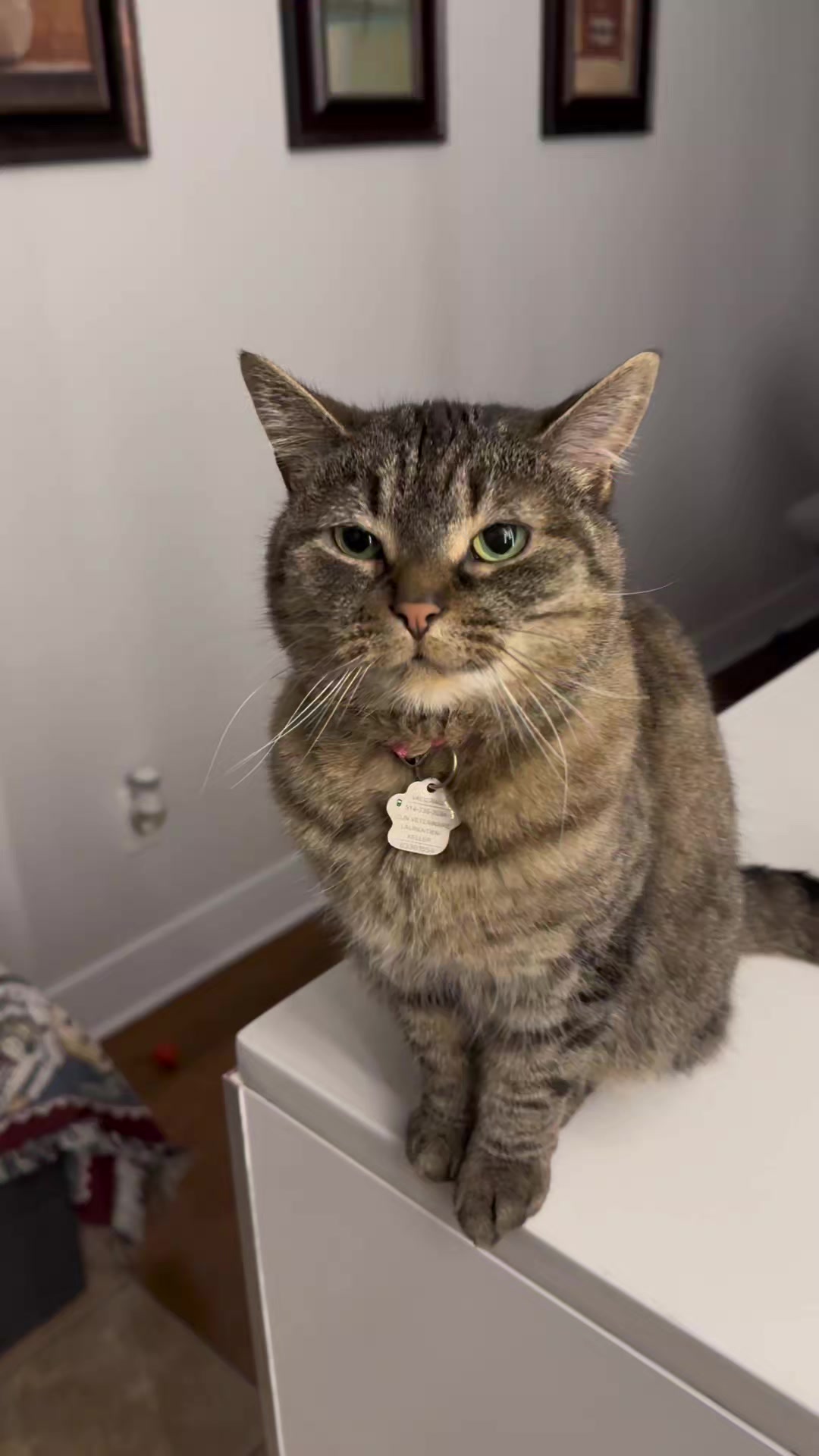 @Bellarda the cat