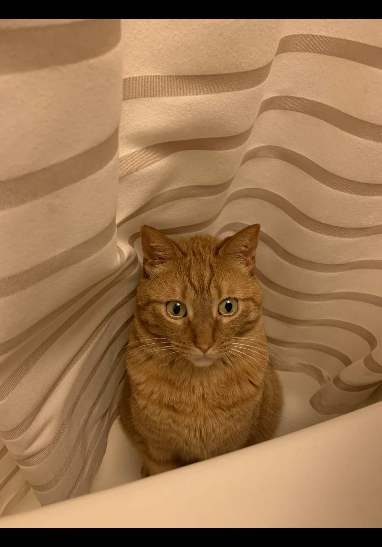 @SinCity_cats