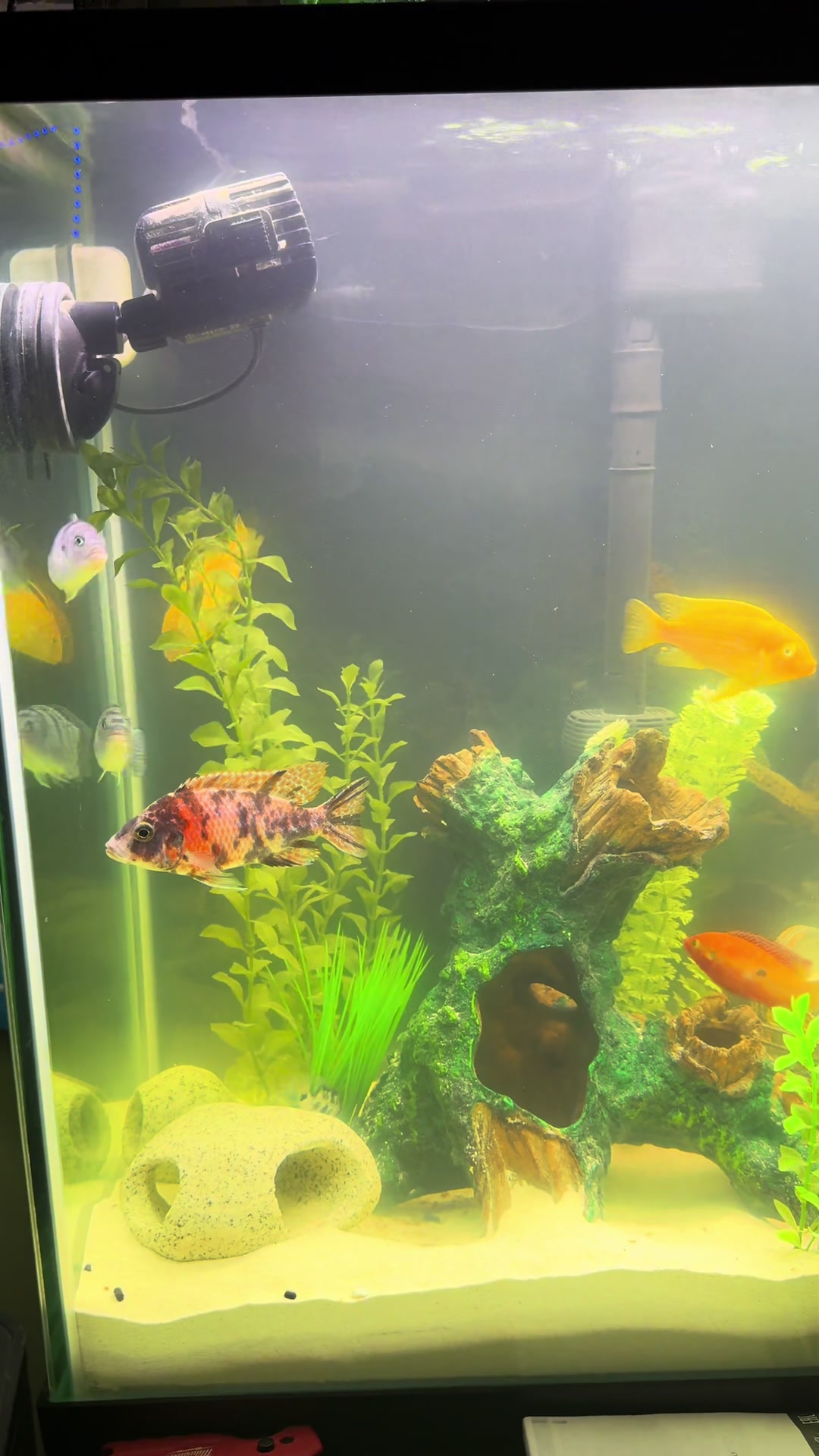 @Cichlid Chief