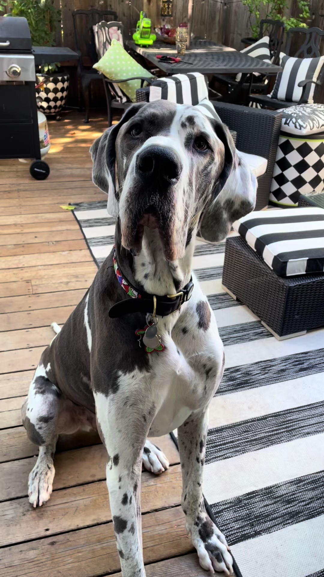 @dogwalkerannika