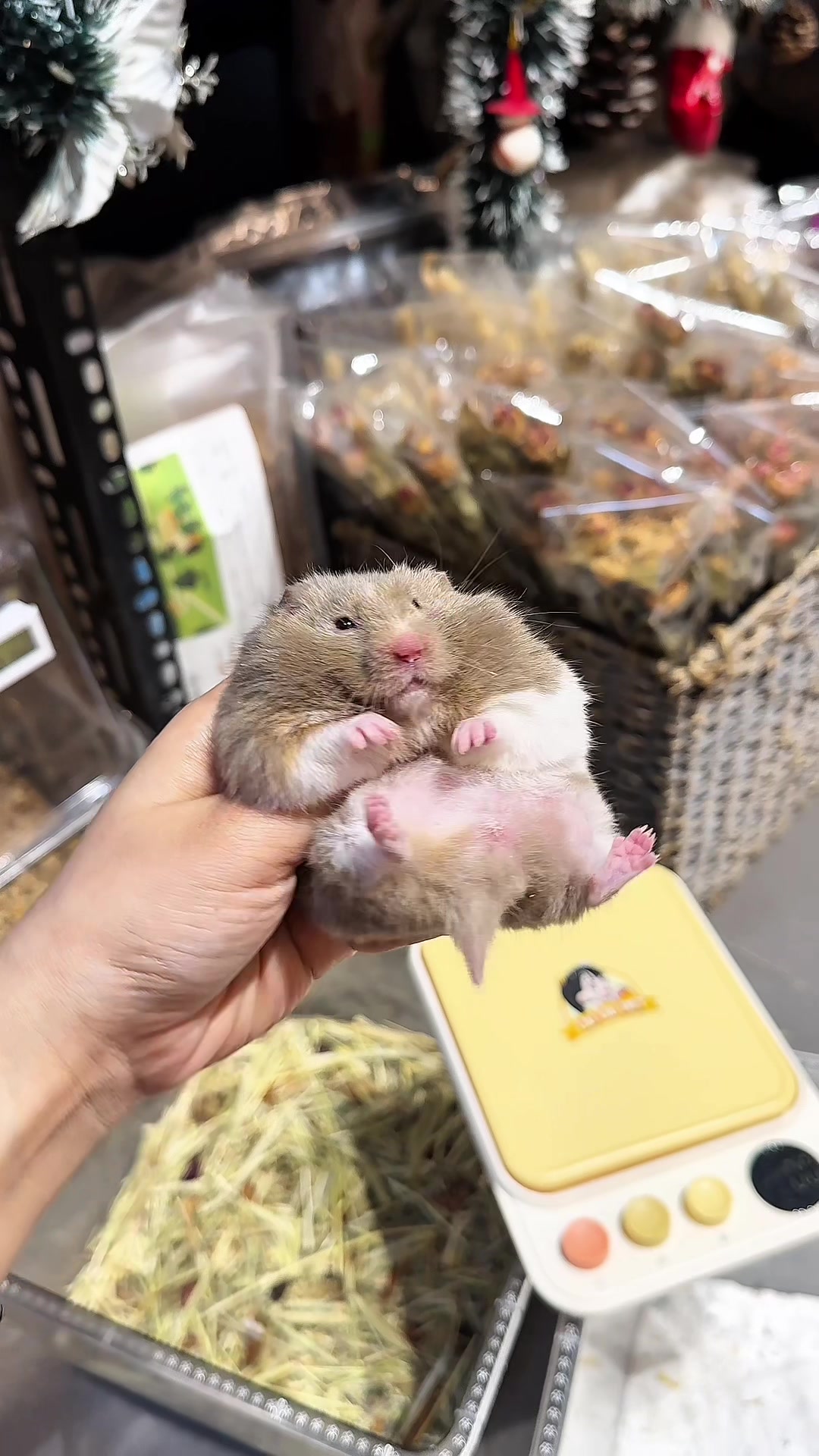 @Liu Liu Hamster - Pet Shop
