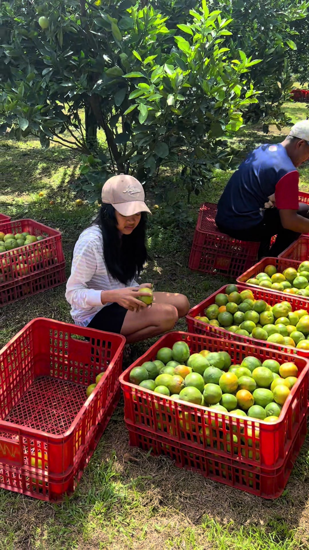 @Dewi Regina ANA Fruits