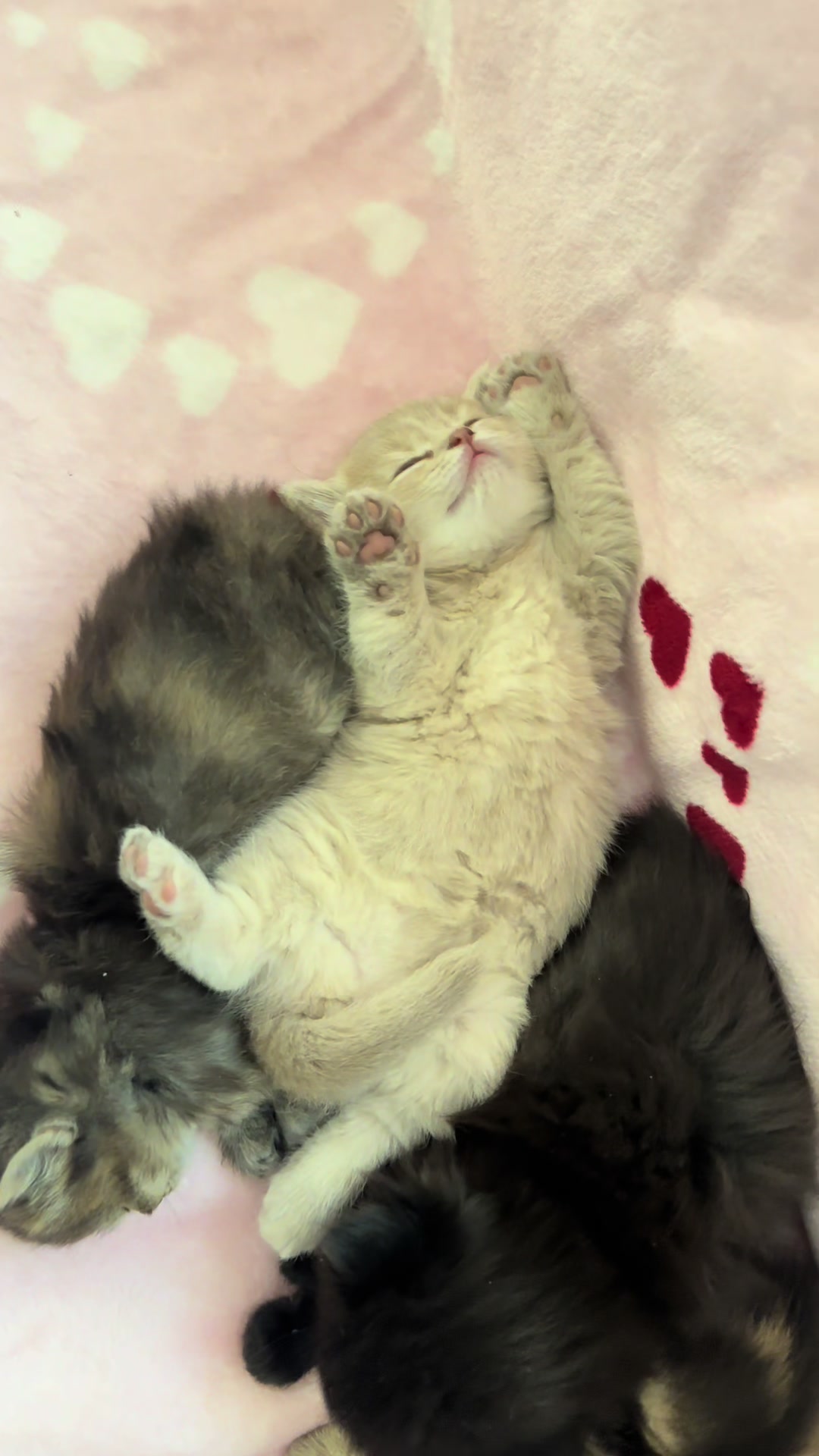 @cat.sheri.kittens