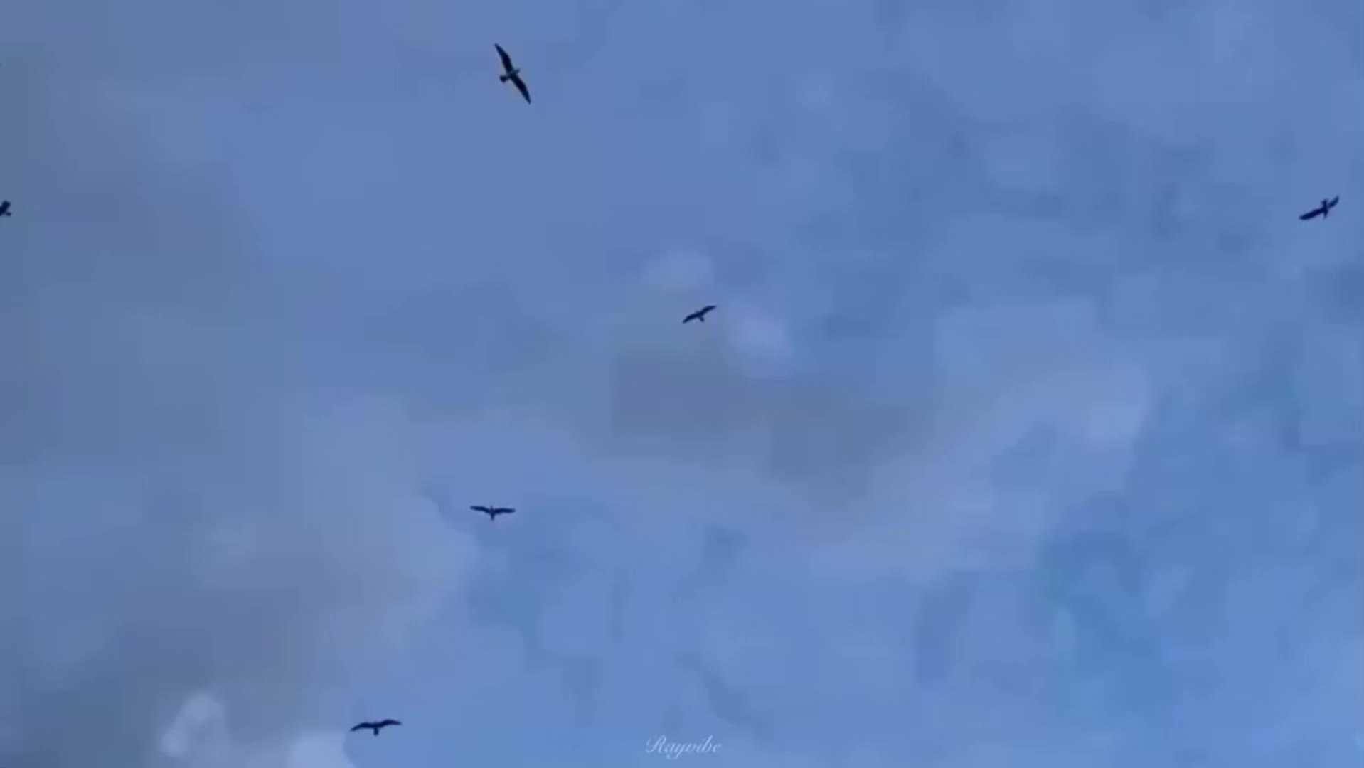 @rayvibe