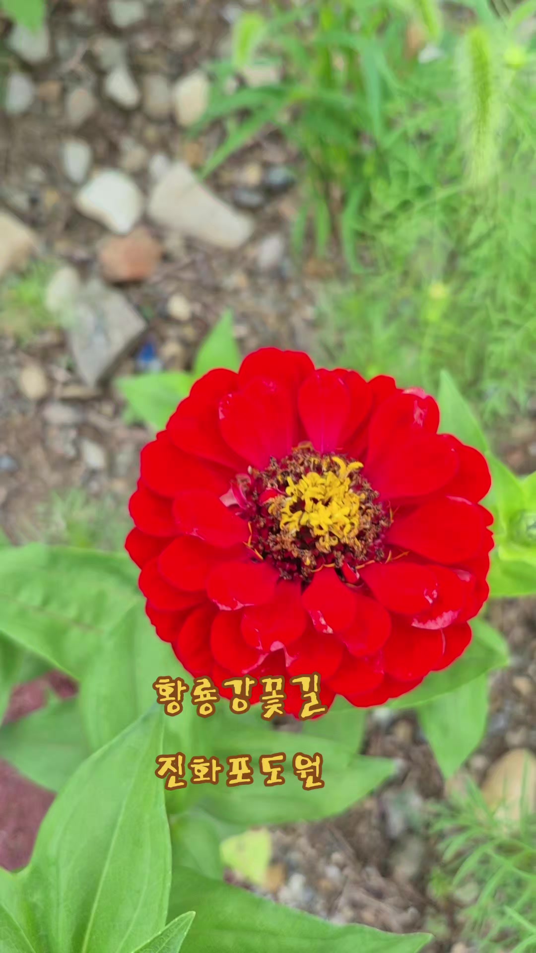 @진화포도원