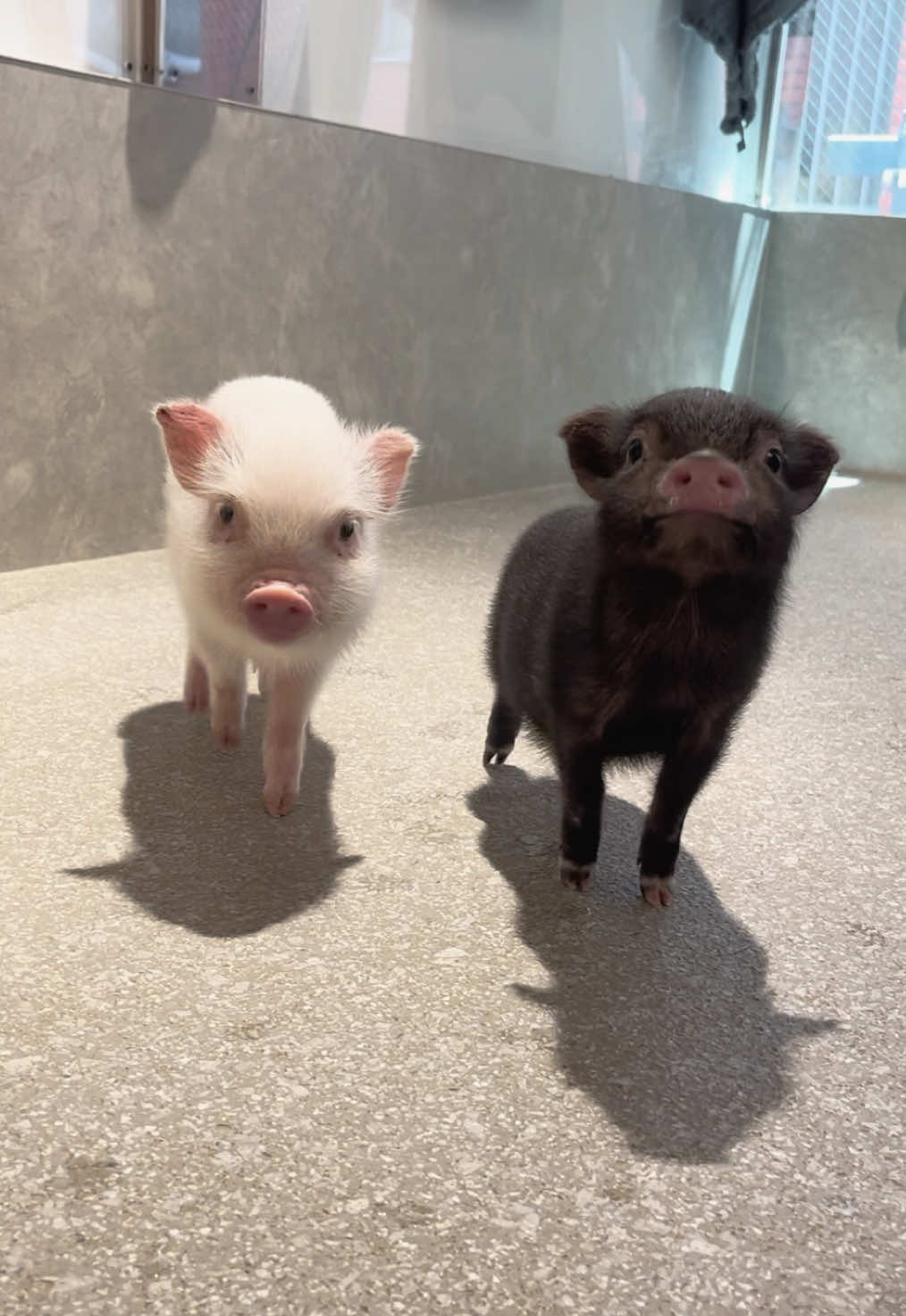 @pignic