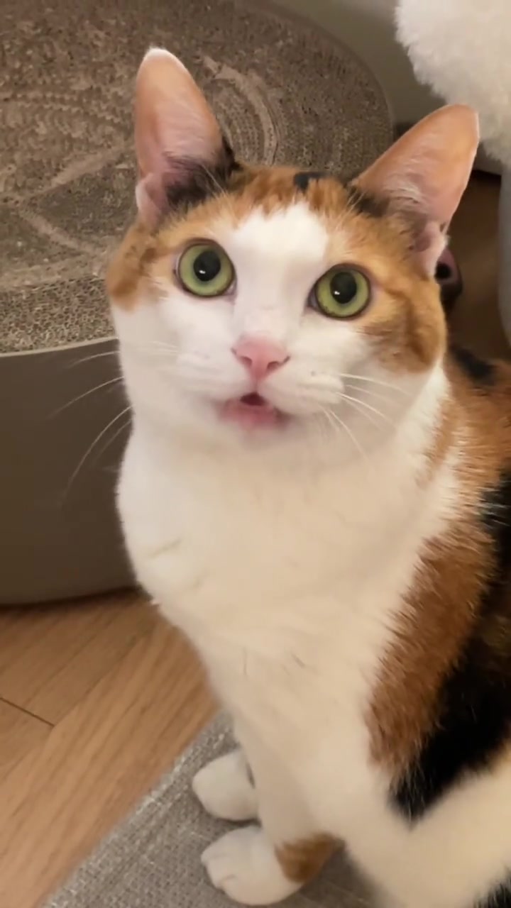 @Miyopet