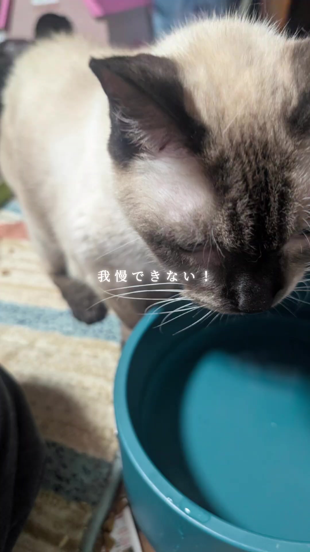 @すいぬこ😻