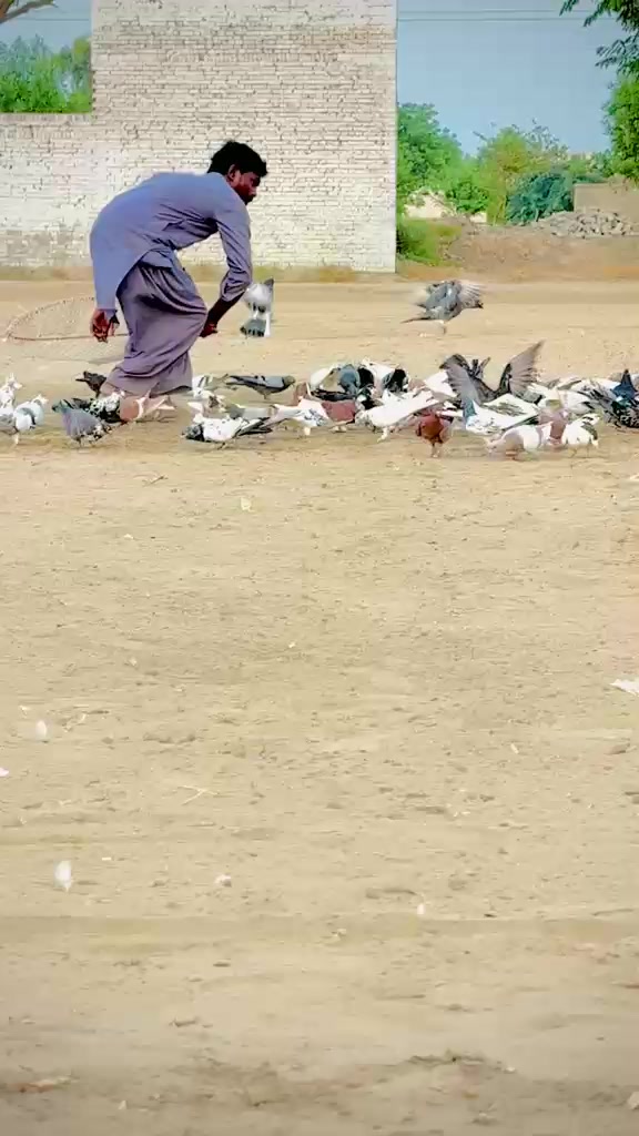 @عدیل رحمن لیہ وال کبوتر باز