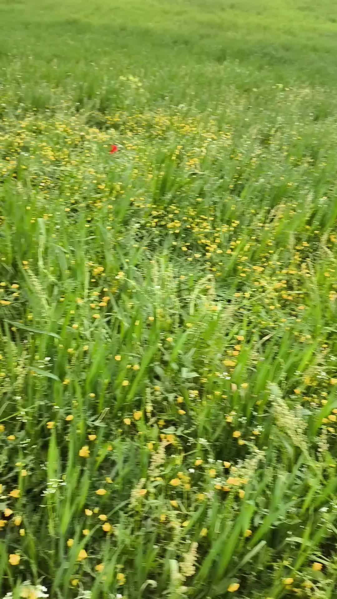 @کیـــهـــــان وفا