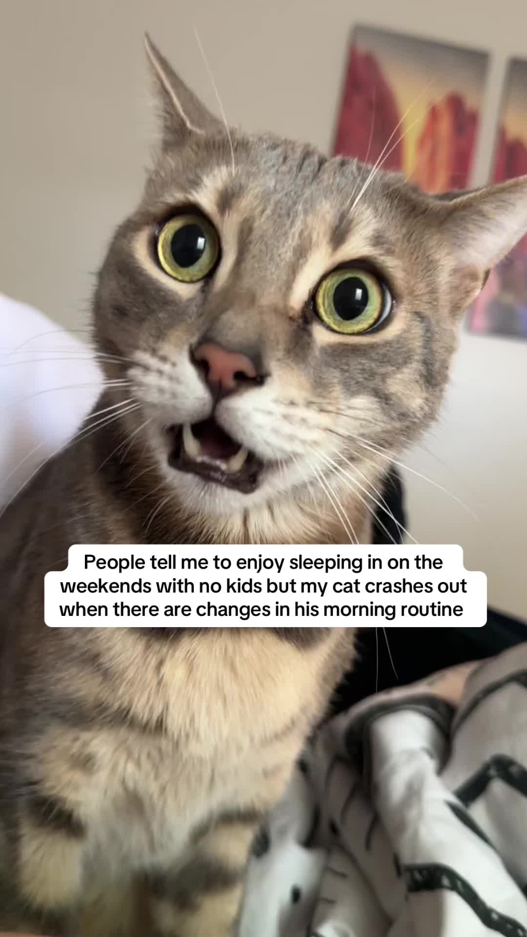 @Mochi the Bengal