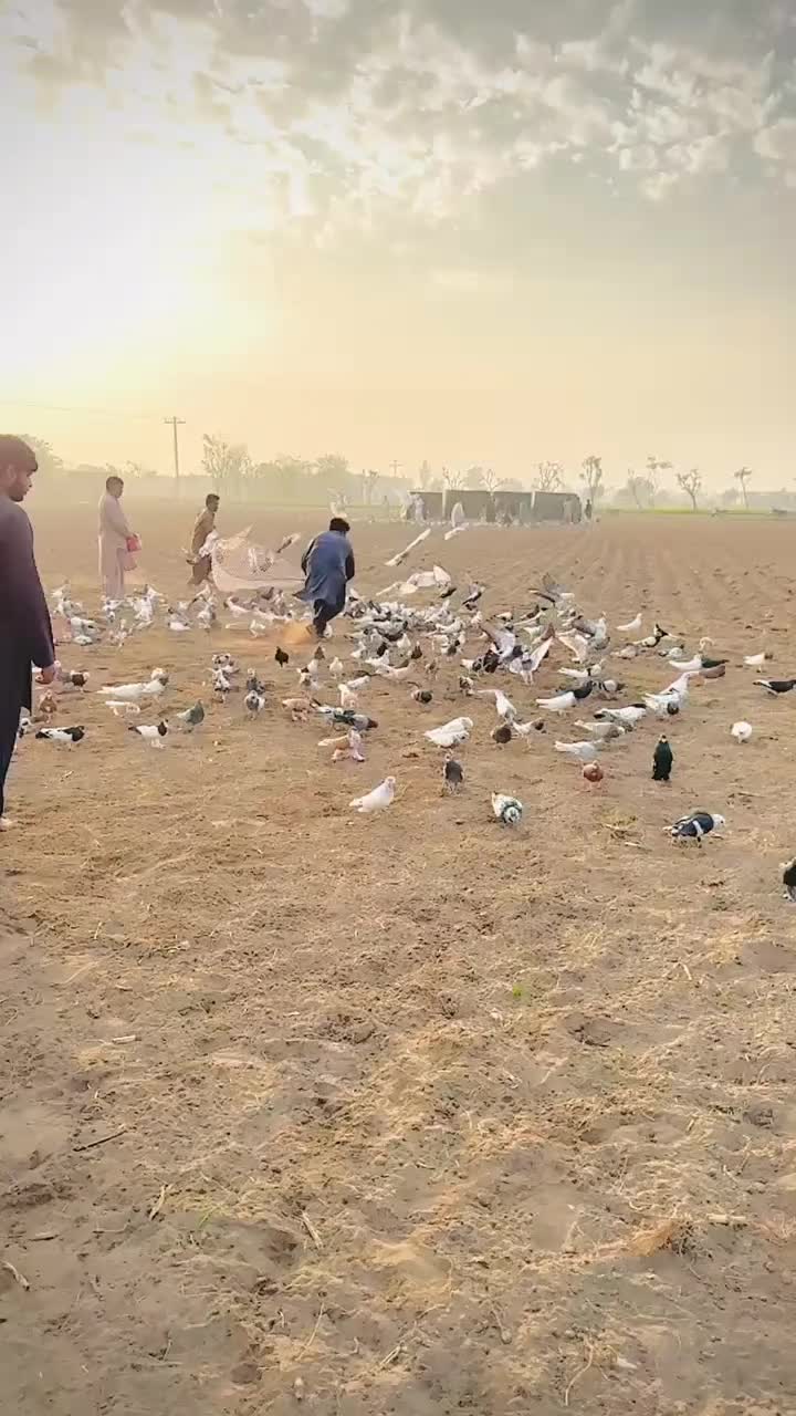 @عدیل رحمن لیہ وال کبوتر باز