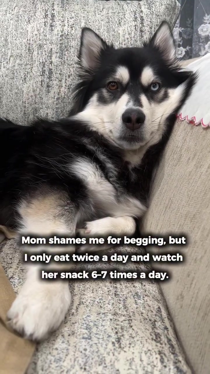 @Zeus the Pomsky🐾