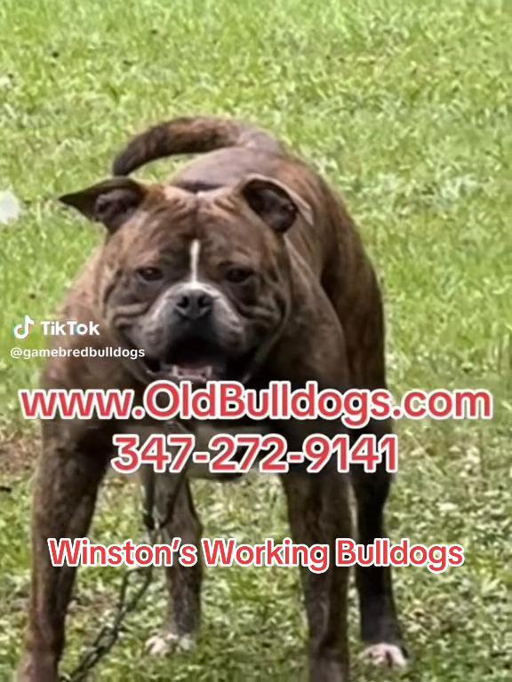 @OGMasterOfAllBulldogs
