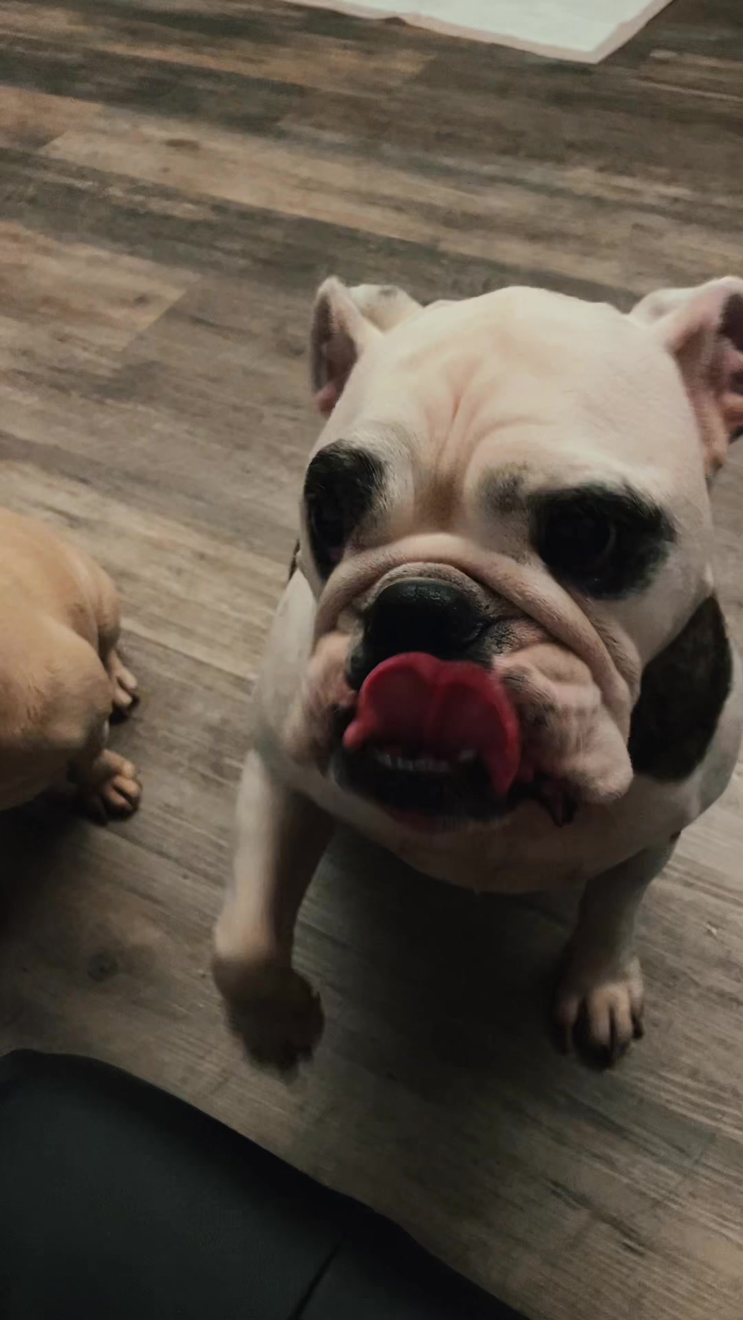 @nalathebulldog20