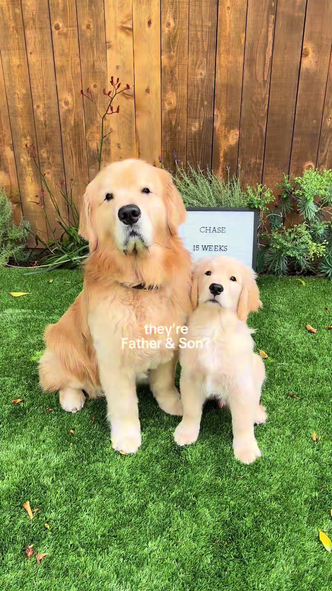 @Chase n Chester