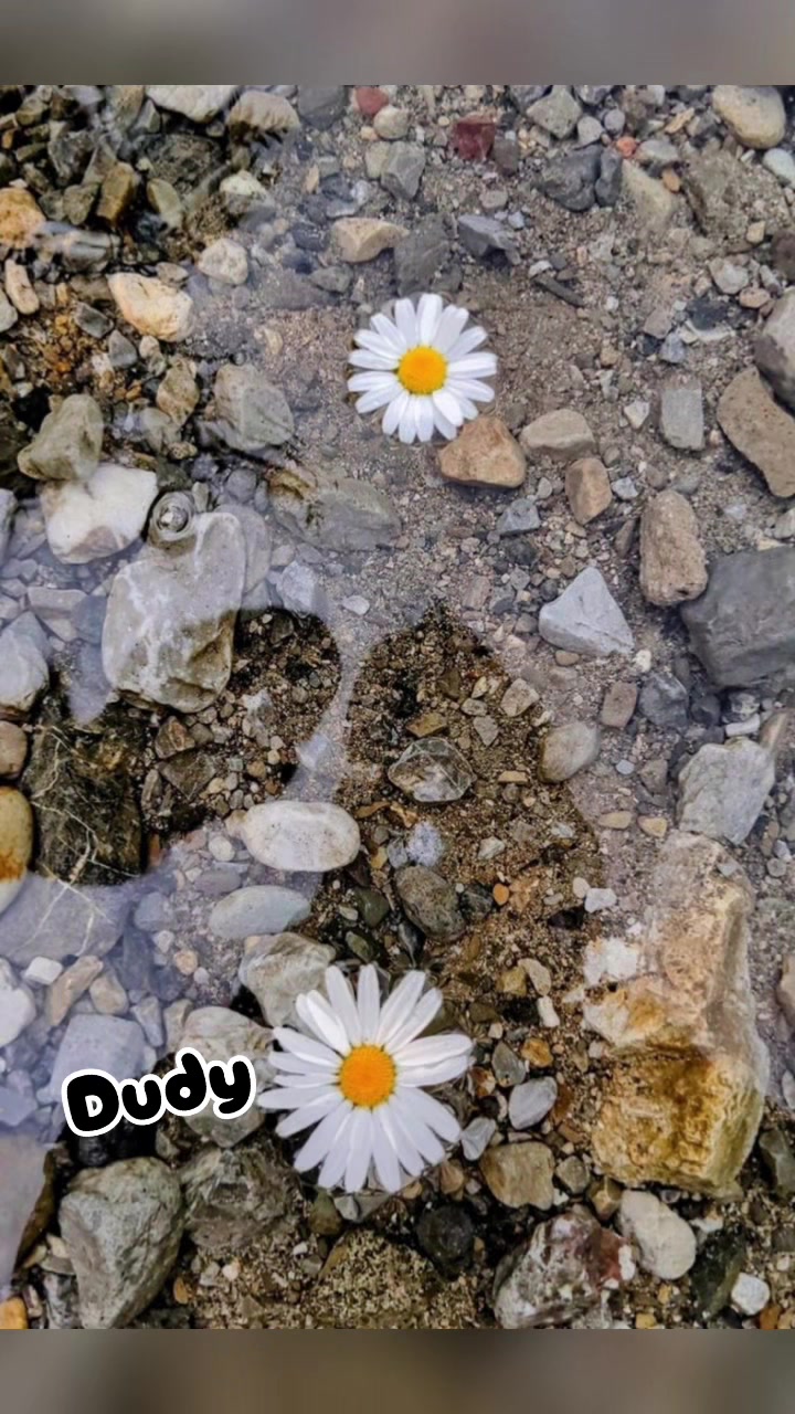 @DUDY_Z