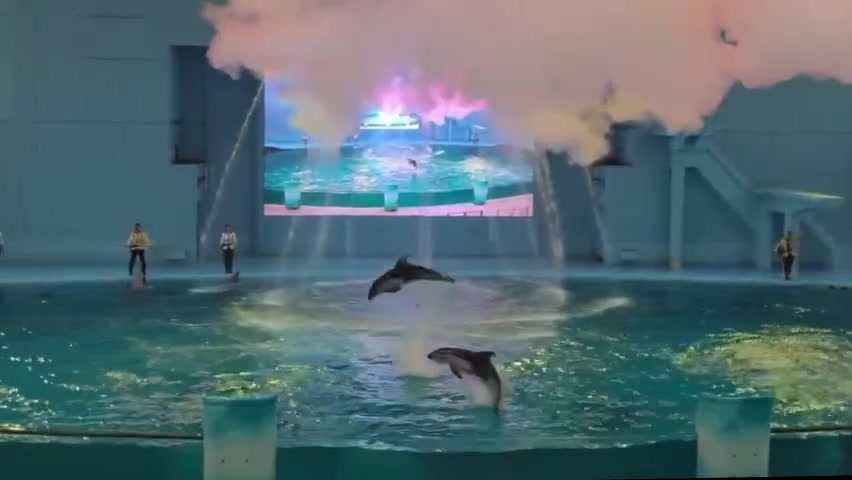 @イルカ🐬