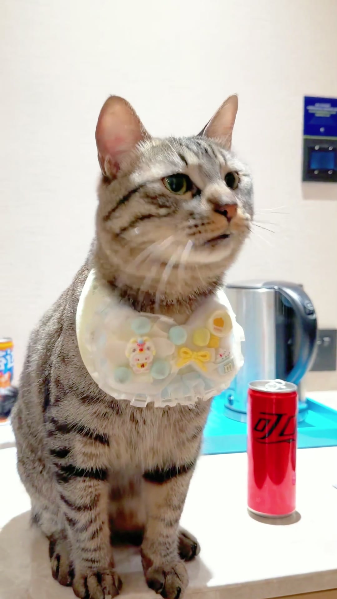@happy.pet.life02