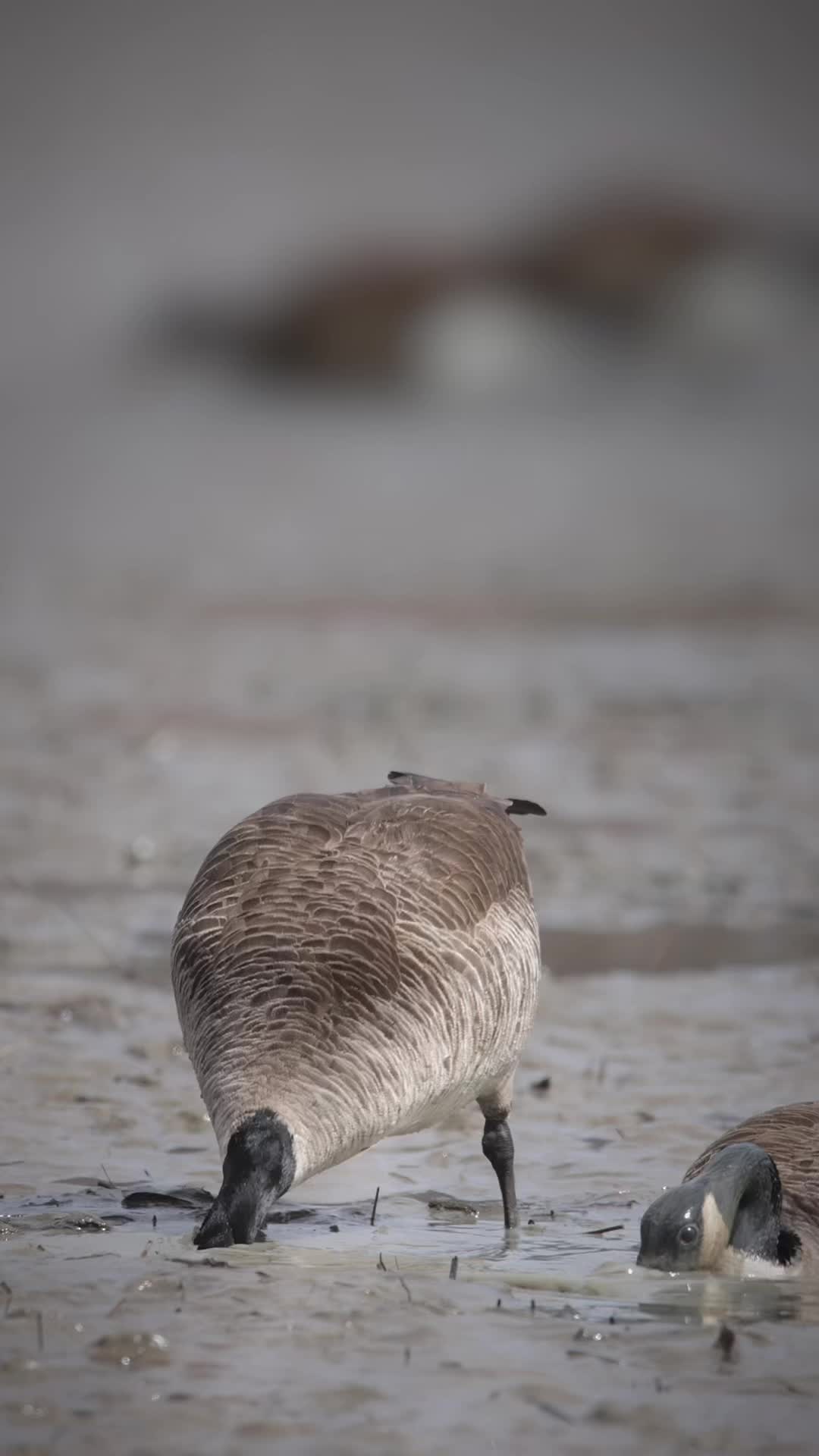 @🦅 SnAvEWild 🦊 🦌 🦆