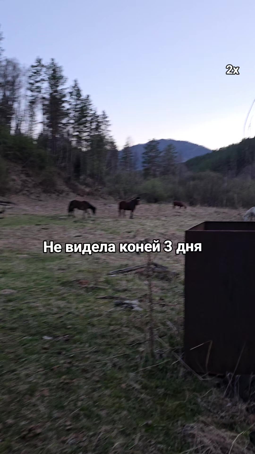 @tg: altaihorses