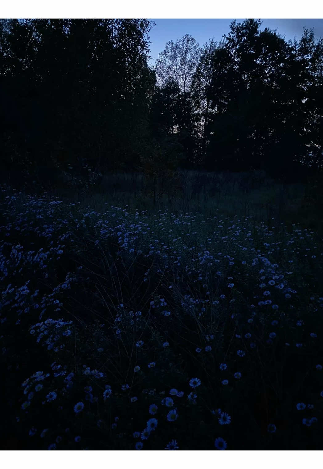 @☾ 𝘢𝘯𝘰𝘷𝘢 𝘳𝘢𝘯𝘵𝘴 ☽