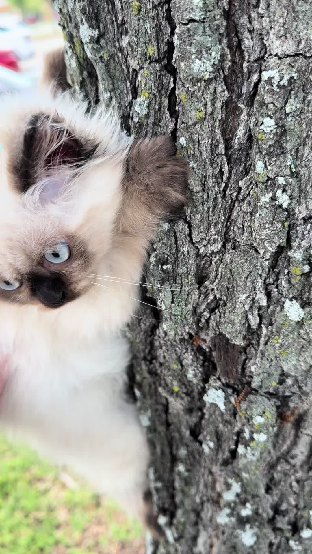 @PersianKitten