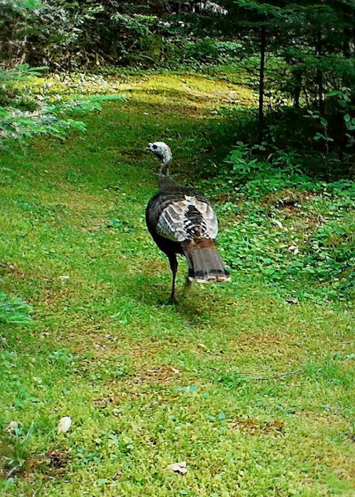 @Wild Adirondacks
