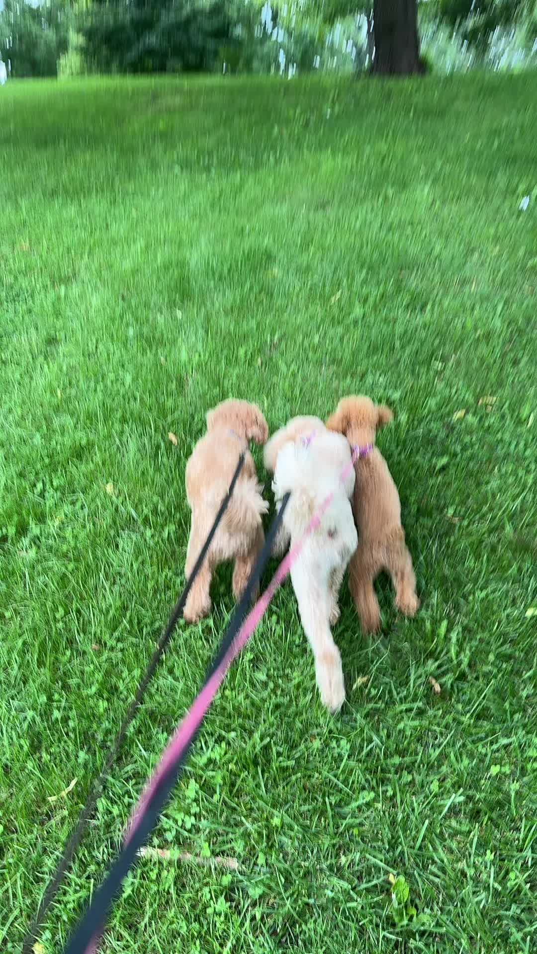 @packwalkdiaries