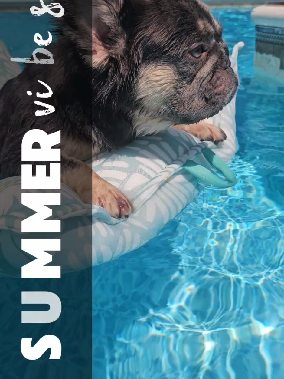 @Diamond State French Bulldogs