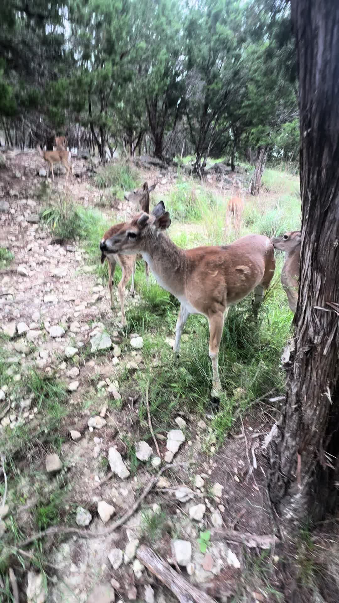 @Deer Whisperer Lynn Smith
