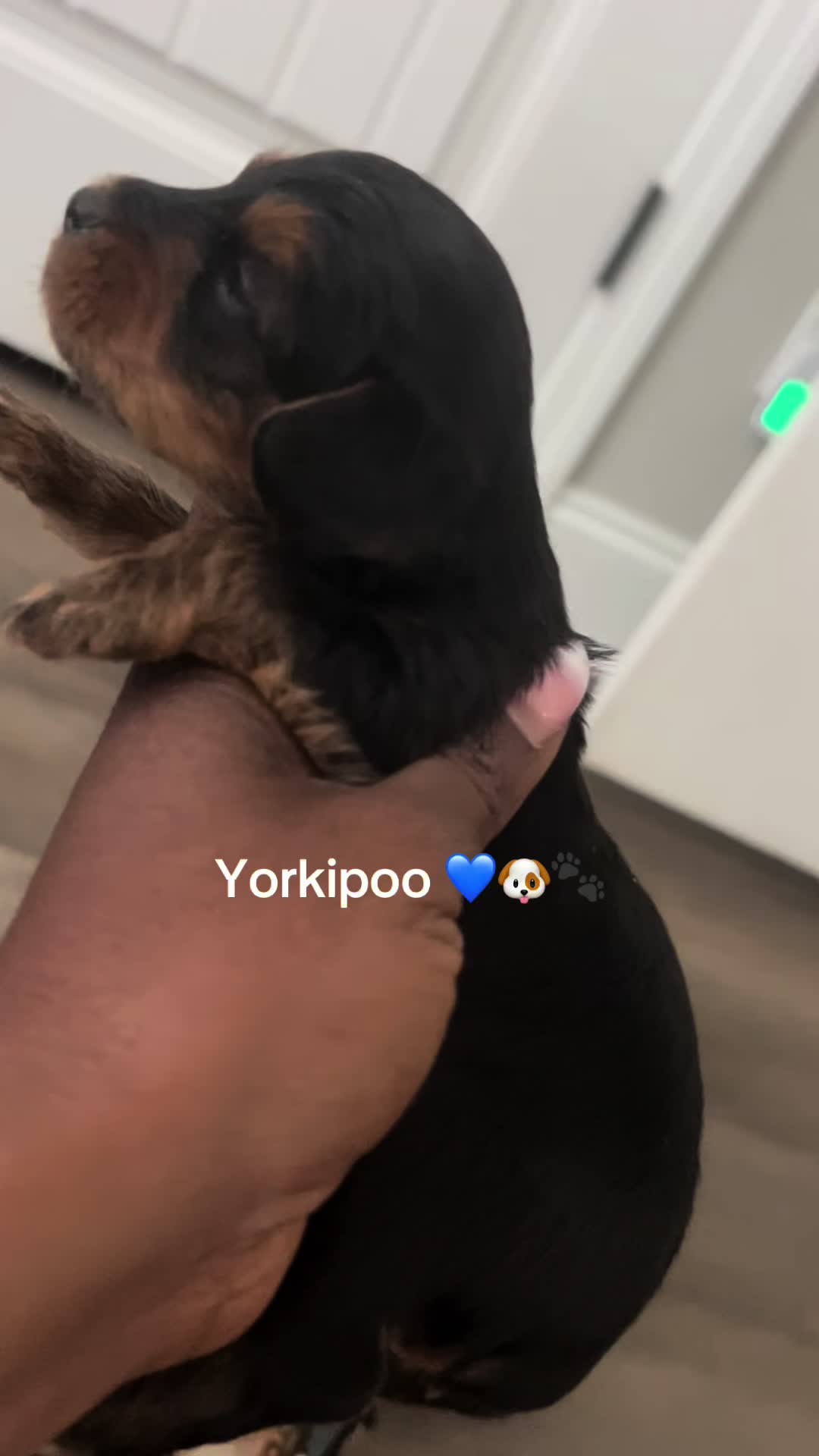 @Shortcake_kennel_2